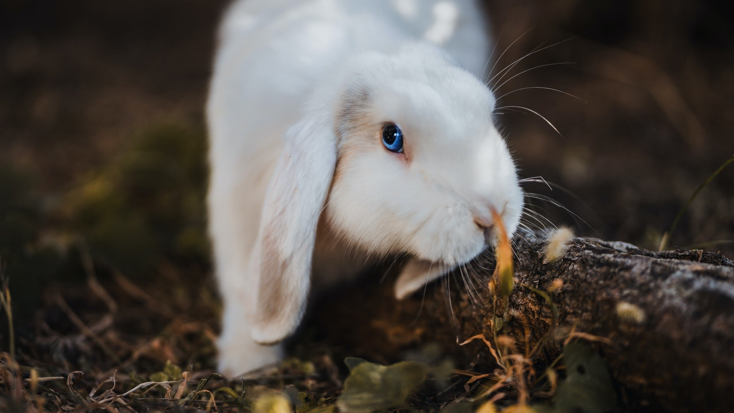 血肉风暴,当锡安在抢七夜化身毁灭飓风