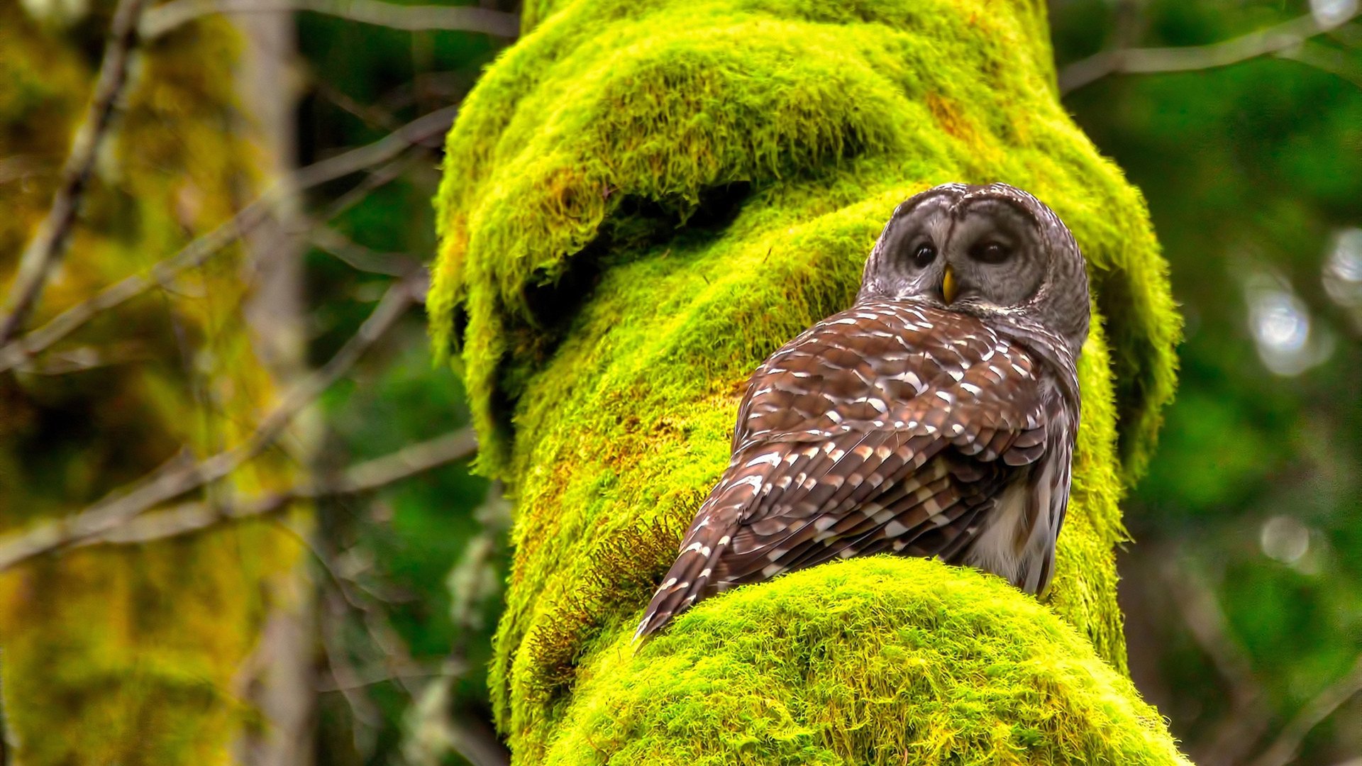 从开普敦到堪萨斯城，南非足球的震撼一击—世界杯首战掀翻墨西哥巨人