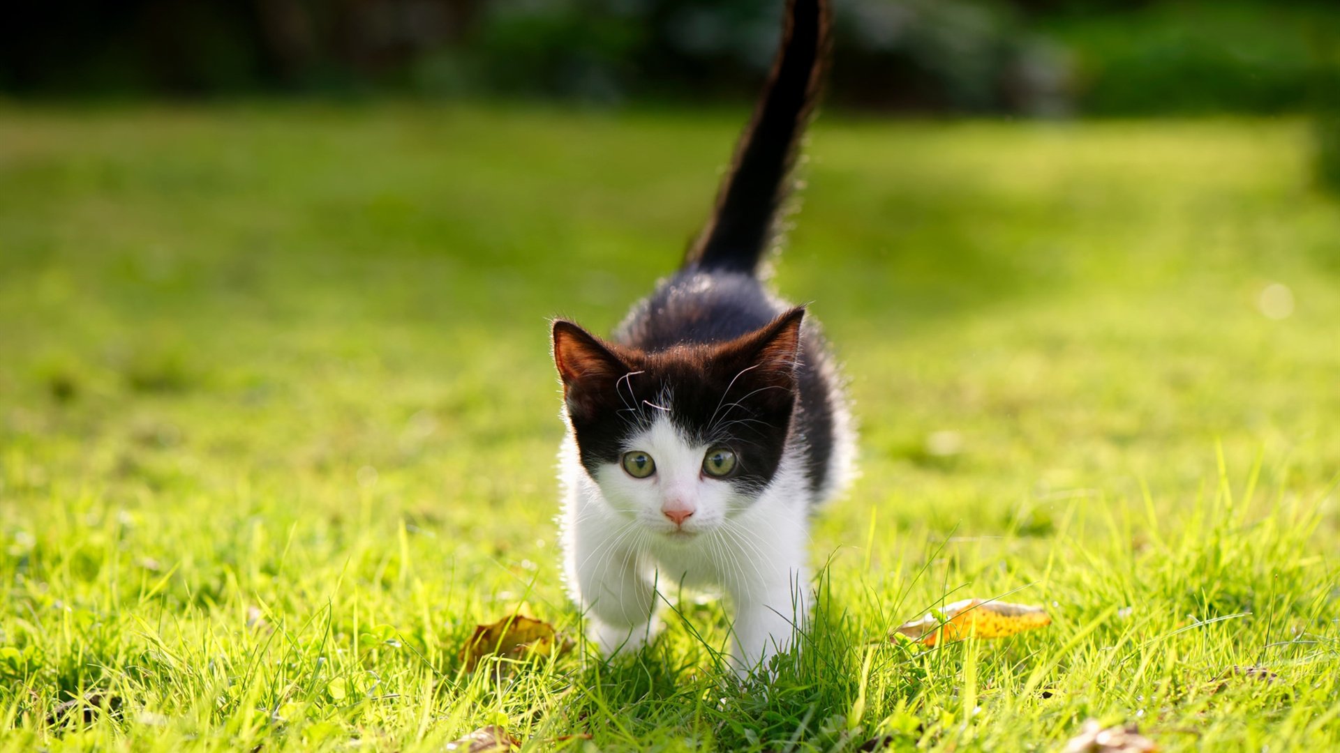 隐形利刃,阿拉巴一锤定音,书写意甲焦点夜的沉默史诗