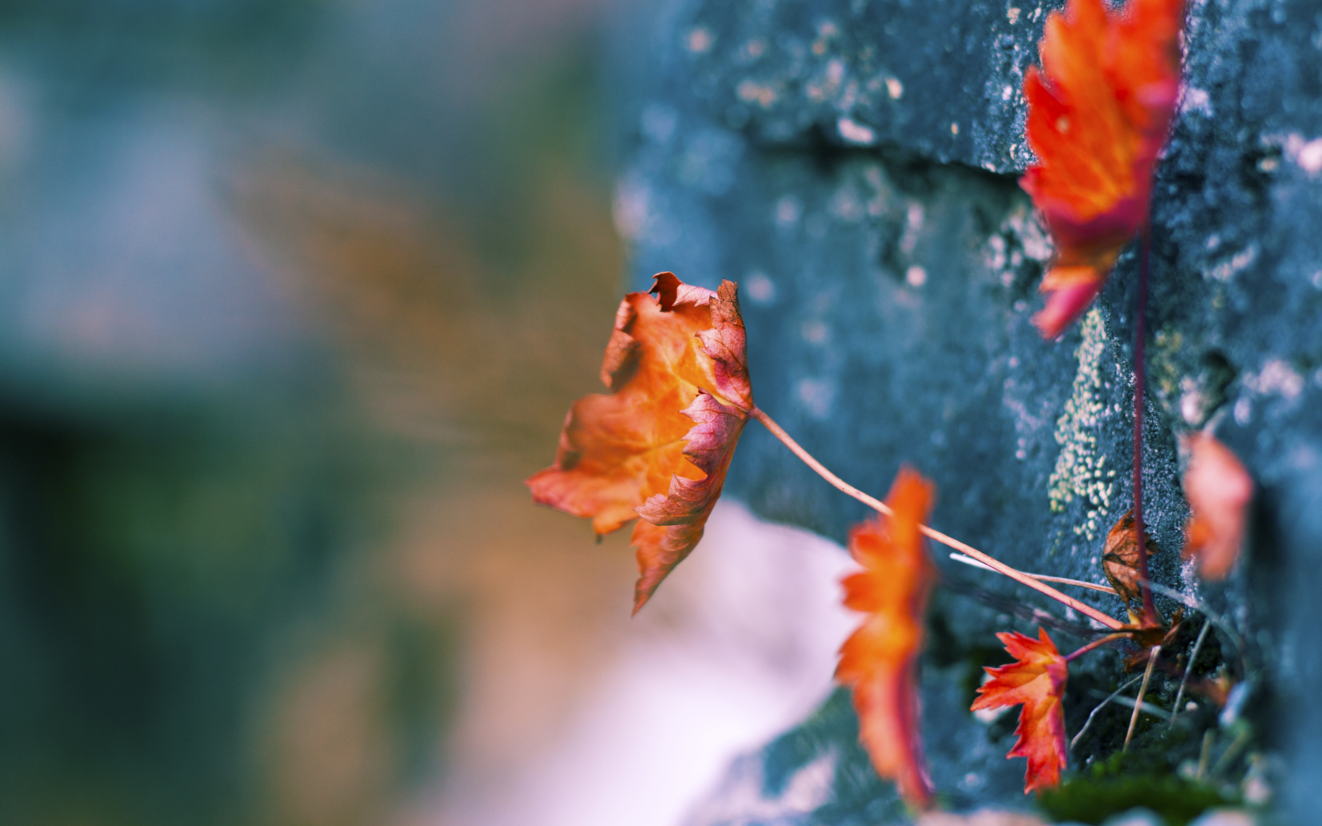 从梅奔维修区到诺坎普草坪，为什么奥亚尔萨瓦尔才是这个赛季的真正杆位得主？