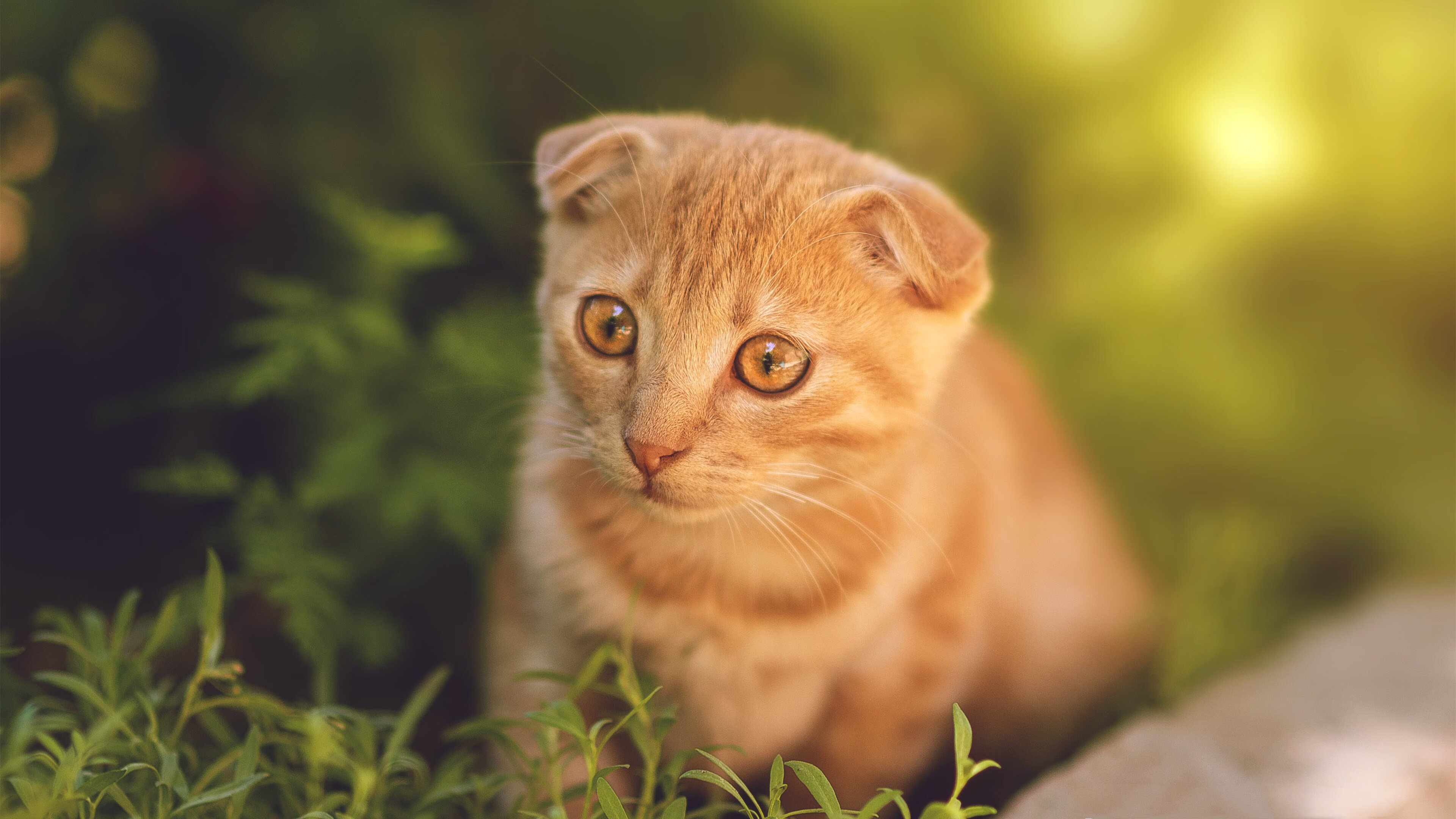 安第斯山鹰决战阿尔卑斯山巅,欧冠决赛上演玻利维亚翻盘瑞士神迹