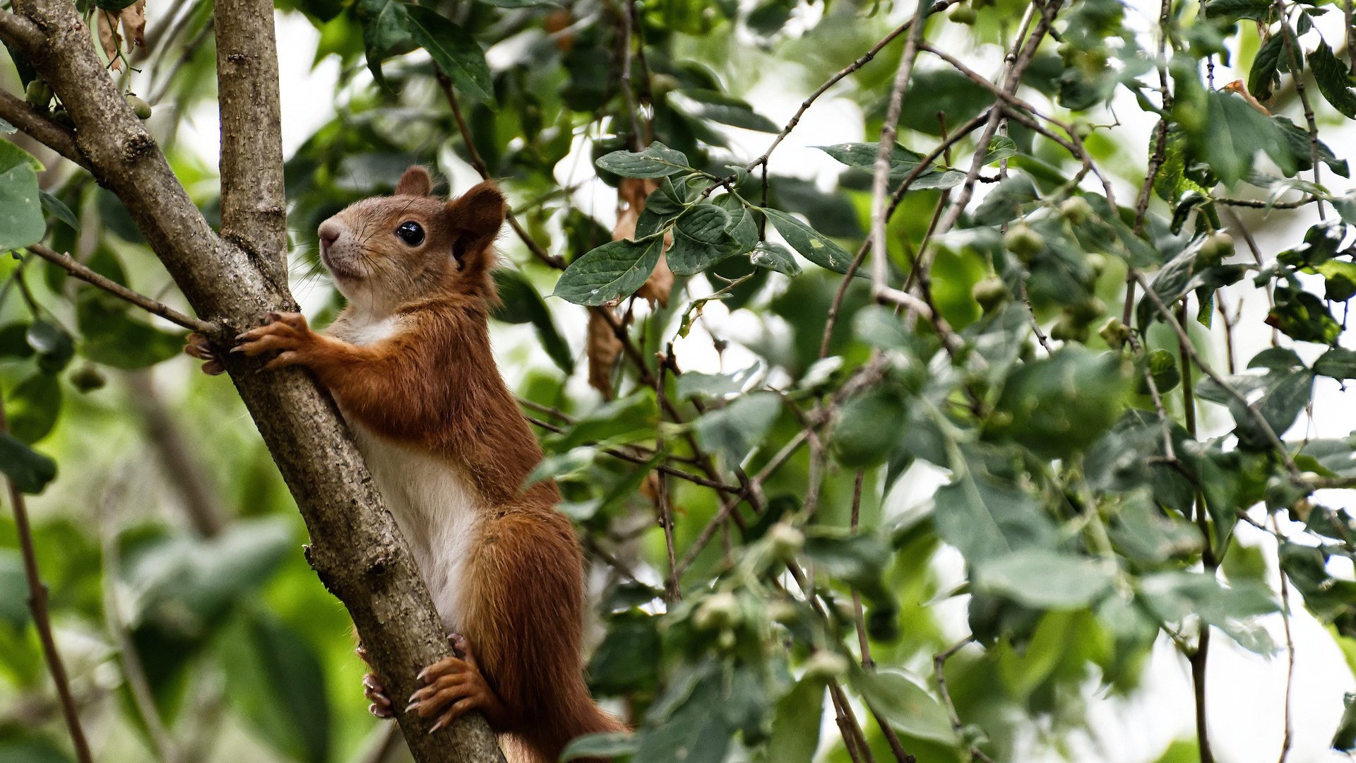 唯一性,当哥伦比亚拿下伊朗时,为何内马尔成了关键先生?