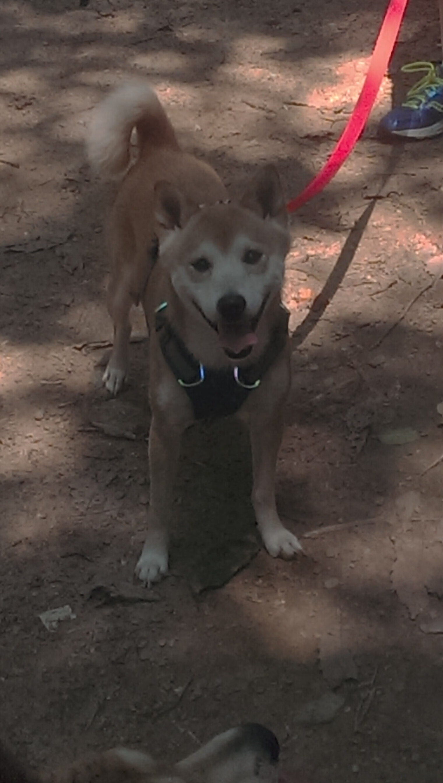 从威斯特法伦到东京,当基米希遇见德式蓝武士