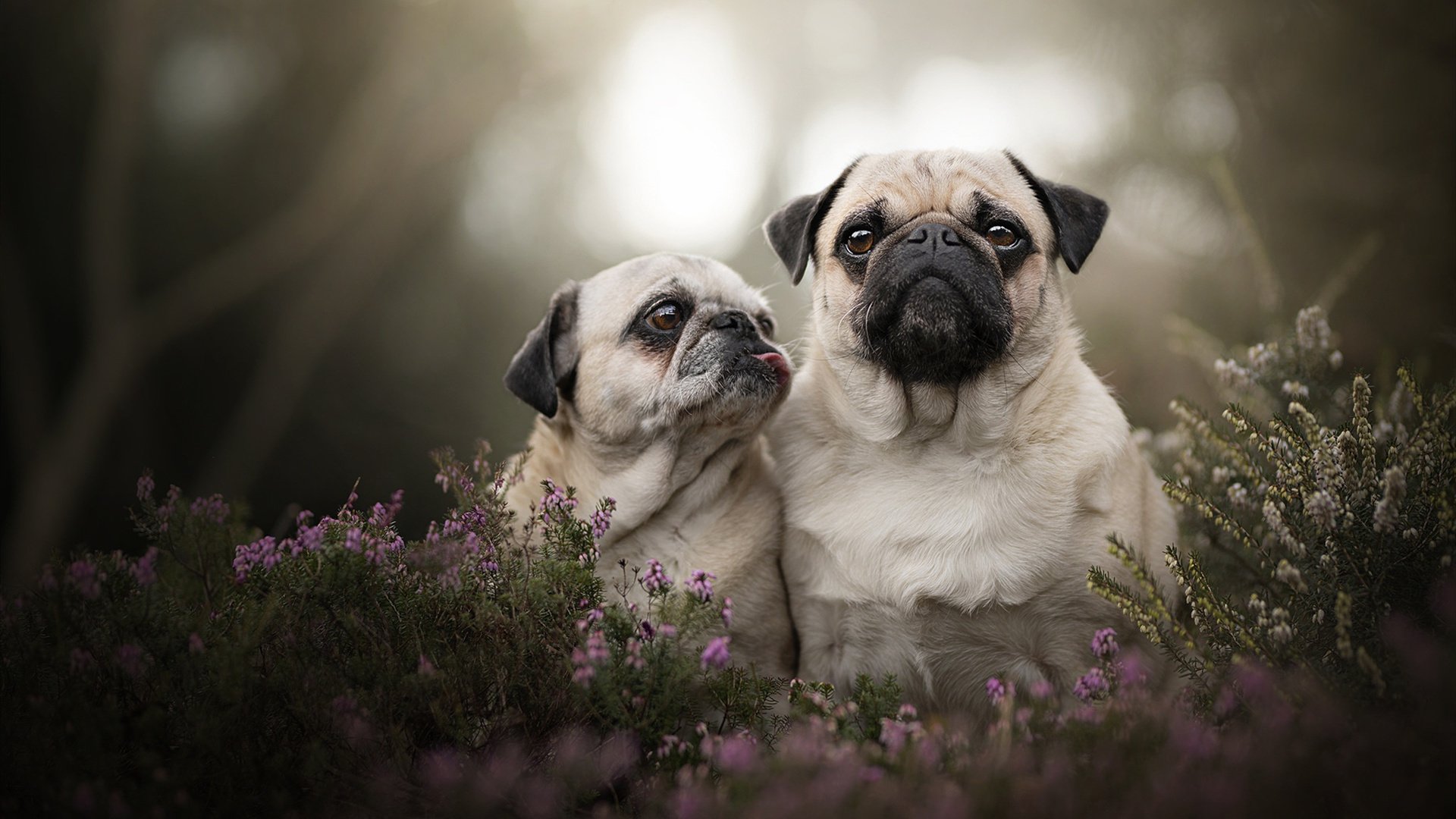 伊朗风暴席卷酋长球场，当门迪定律在阿森纳门前显灵