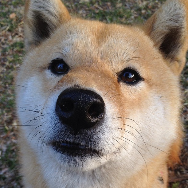 跨时空绝杀,当澳大利亚补时进球与C罗的NBA接管在平行宇宙共振