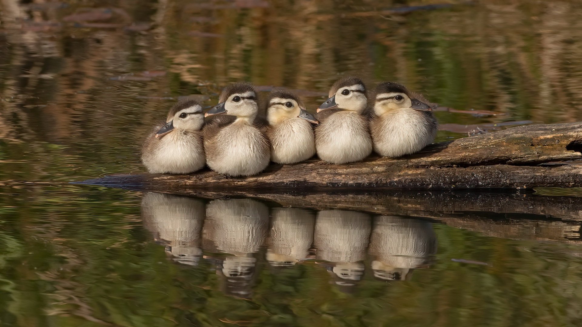 冰与火之歌,伦纳德压力爆发夜,雄鹿逆转映照巨星分野