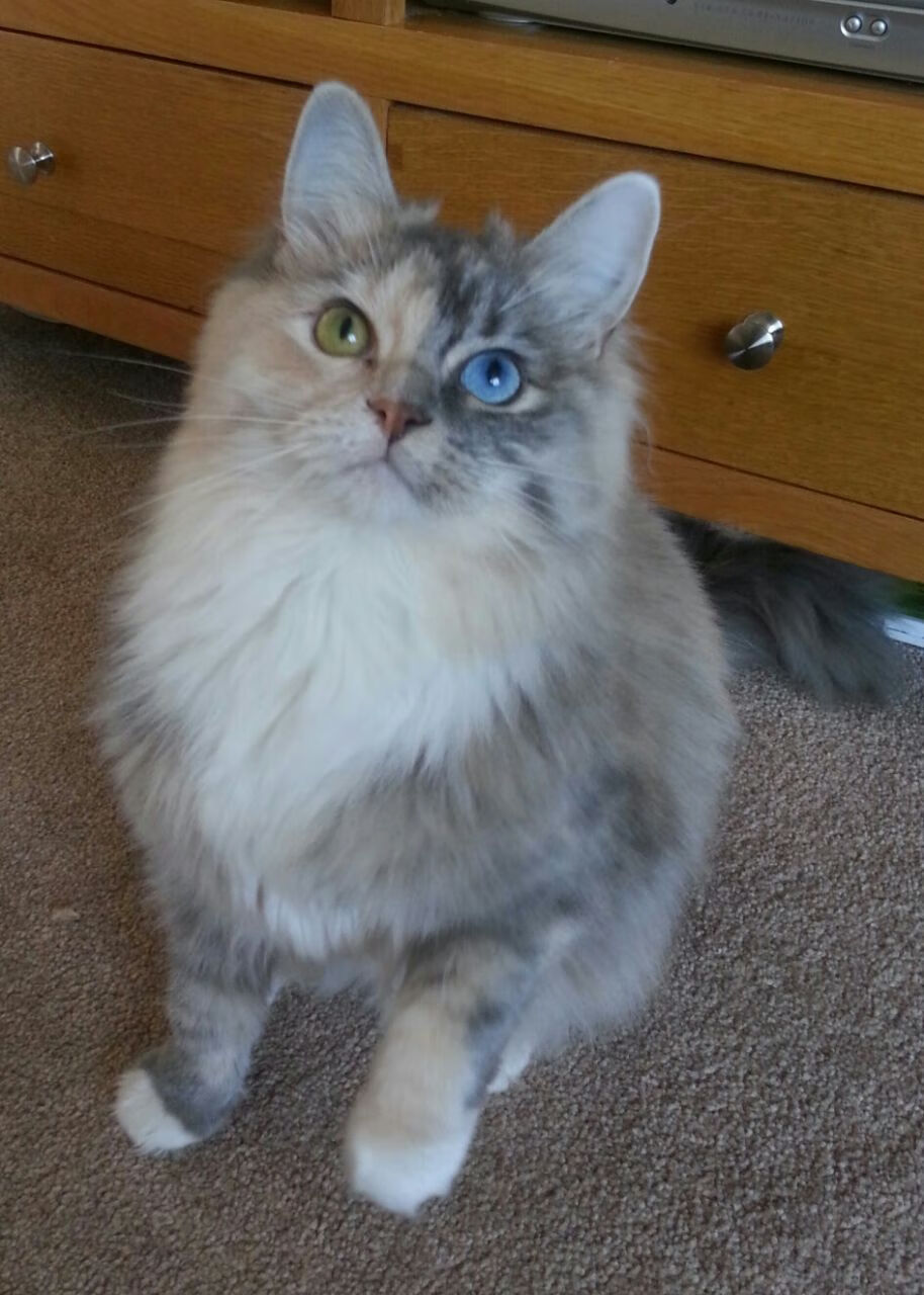 当东亚铁壁遇上南美狂刀，数据爆炸背后的足球哲学碰撞