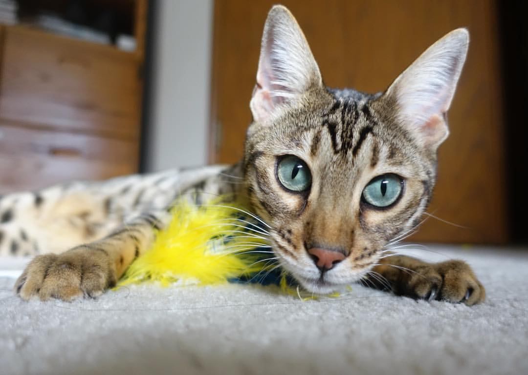 跨次元神迹,当浙江队遇见灰熊—哈利伯顿式数据爆炸的维度隐喻