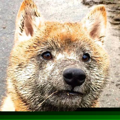 友谊赛变修罗场！沙特全明星对阵AC米兰，马丁内利10分钟奇迹引爆全场