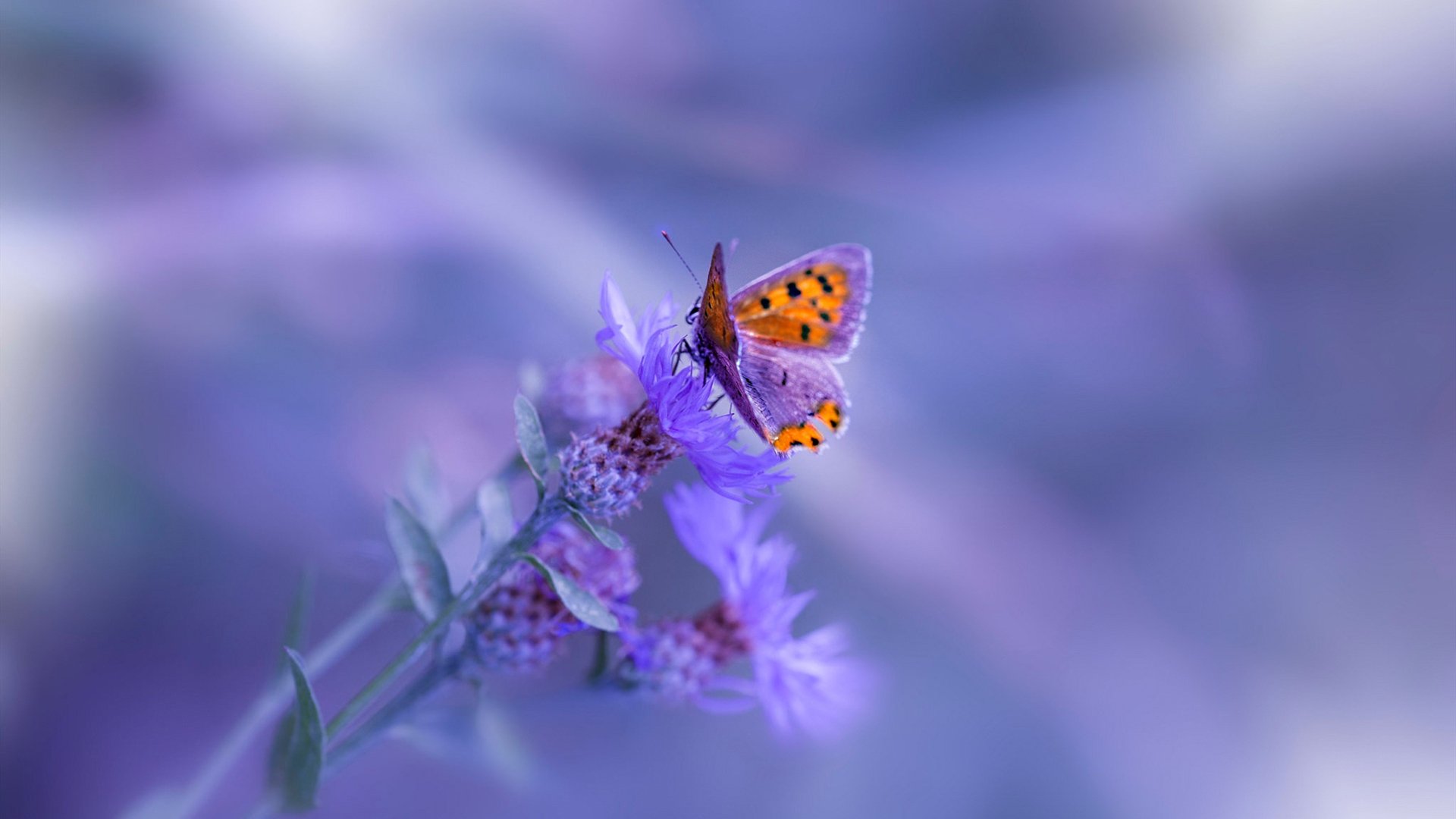 南半球的节拍器，新西兰战术家如何用伊萨克的爆发重塑莱比锡