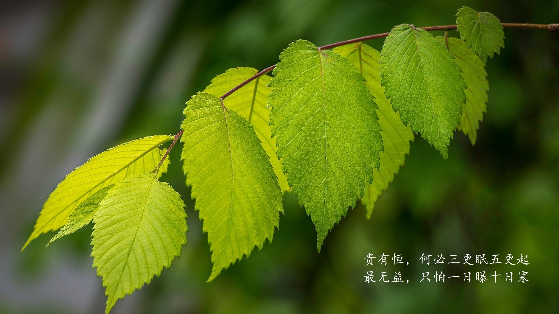 (扩展思维)